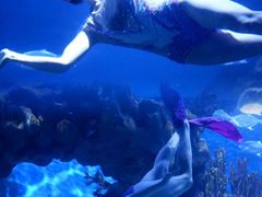 -海合安武汉极地海洋公园