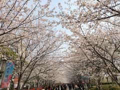 -高东镇樱花园