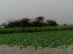 android_upload_pic-微山湖红荷湿地景区