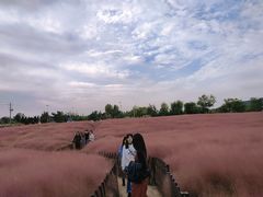 -羊亭河湿地公园