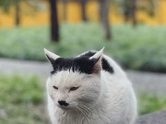 -西园寺