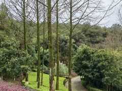 -铁山坪森林公园