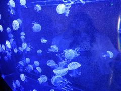 -烟台海昌鲸鲨海洋公园