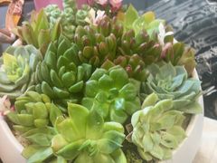 -新雅粤菜馆(南京东路店)