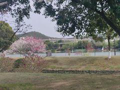 -羊山湖公园