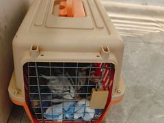 -贝康宠物医院·犬猫全科·小动物特色诊疗中心(东环路店)