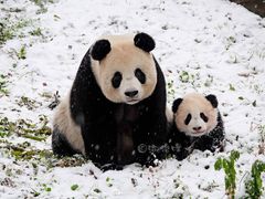 -煎饼道·新鲜现做(来福士店)