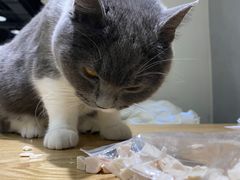 -藏猫猫咖啡主题馆(中央大道店)