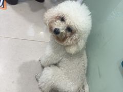 -佳雯宠物医院·皮肤科·内外科(春晓路分院)