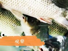 -燕北云山·农家菜·灶台鱼(密云溪翁庄店)
