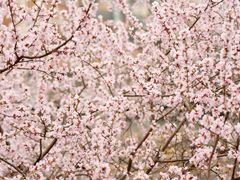 -桃花堤公园