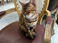 -猫小院猫主题餐厅(南锣旗舰店)
