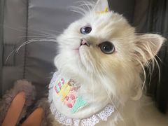 -欣宠猫屋·矮脚拿破仑·蓝金金渐层