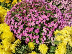 -西北湖绿化广场