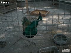 竟然有孔雀-意大利农场度假村