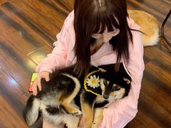 -豆柴町-柴犬主题狗咖(红鼎国际C座店)