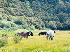 -稻城亚丁景区-冲古草甸