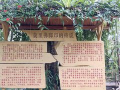 -莫里热带雨林景区