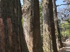 -天目山大树王景区