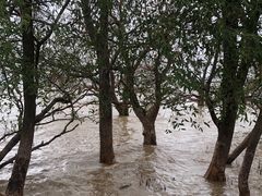 -宝安西湾红树林湿地公园