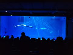 -芜湖新华联大白鲸海洋公园