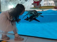 -帝企鹅自助餐厅•儿童岛•真企鹅(长隆企鹅酒店)