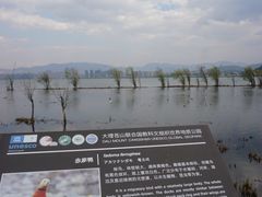 -洱海月湿地公园