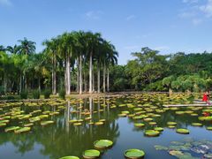 -中国科学院西双版纳热带植物园