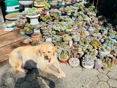 -杨厝六十六农庄农舍(杨厝路店)