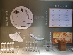 -太湖雪蚕桑文化园