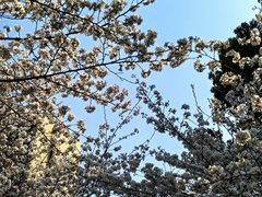 -高东镇樱花园