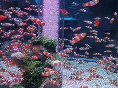 -海合安成都极地海洋公园