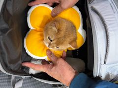 -瑞派宠物医院·犬猫全科·猫友好(宾水西道店)