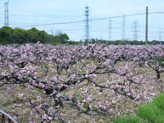 -南汇桃花村