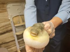 -肆月河豚·新淮扬(金融街店)
