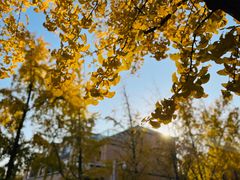 -三里屯东五街银杏大道