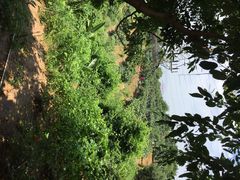 狐尾山公园-狐尾山公园