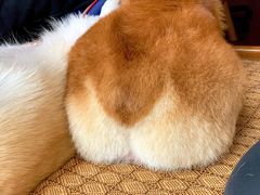 -美美酱宠物(外运路小区店)