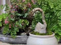 -龙大花卉苗木市场