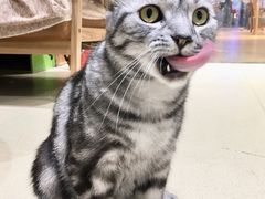 -藏猫猫咖啡主题馆(中央大道店)