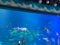 -烟台海昌鲸鲨海洋公园