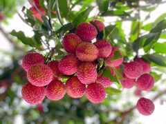 -香山鸡嘴荔枝
