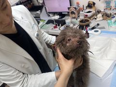 -美联众合动物医院·24h转诊中心