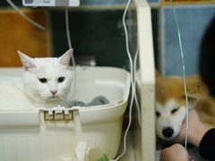 -北京佳信宠物医院