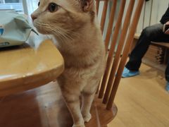 -是阿柴呀！柴犬咖啡·爱喵喵猫咖