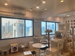 -有喵·猫咖·狗咖·30几只猫10只小狗(岗厦店)