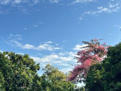 -大屏嶂森林公园
