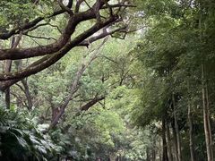 -深圳野生动物园