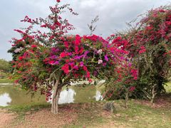 -中国科学院西双版纳热带植物园