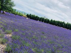 -富田农场